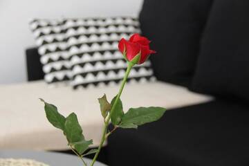 Фото номера Стандартные апартаменты Апартаменты oompH Warsaw Nowy Swiat Apartment г. Варшава 24